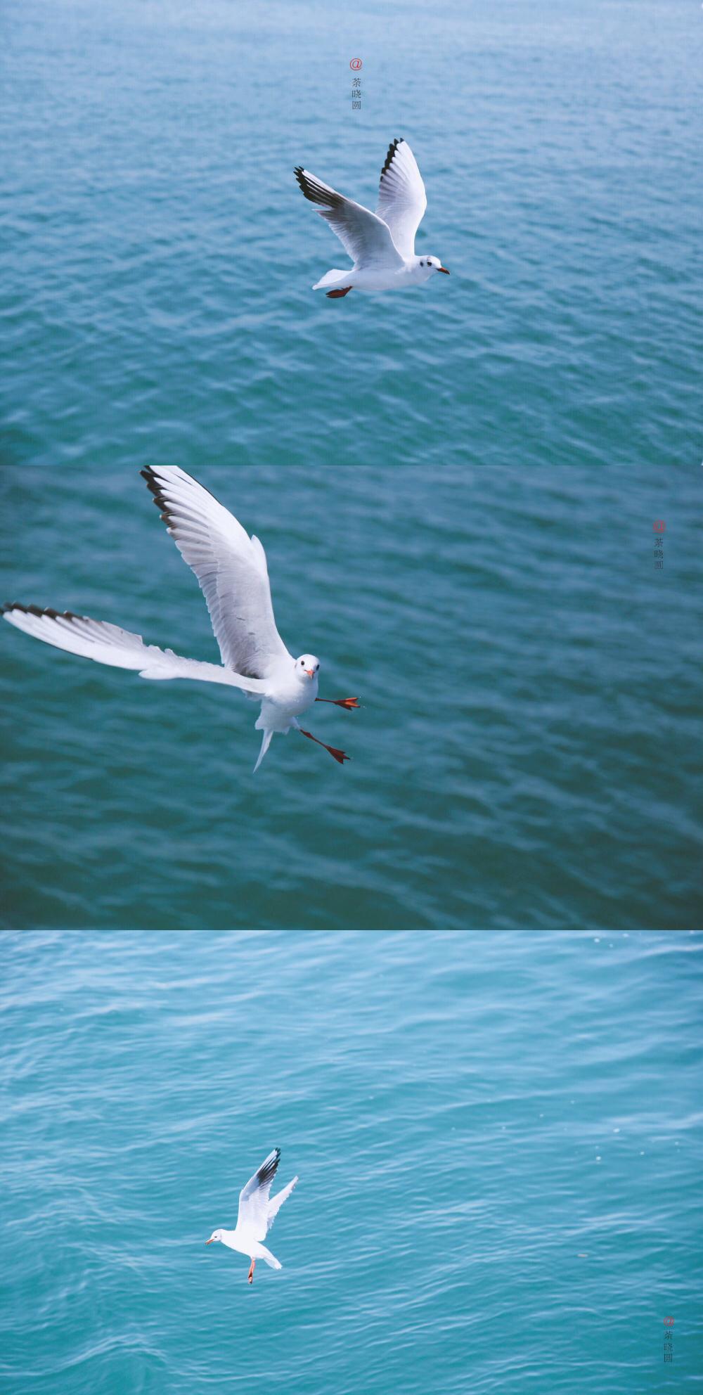 希望以后的我们,依然能像海鸥一样自由自在,并且努力保持最乐观的