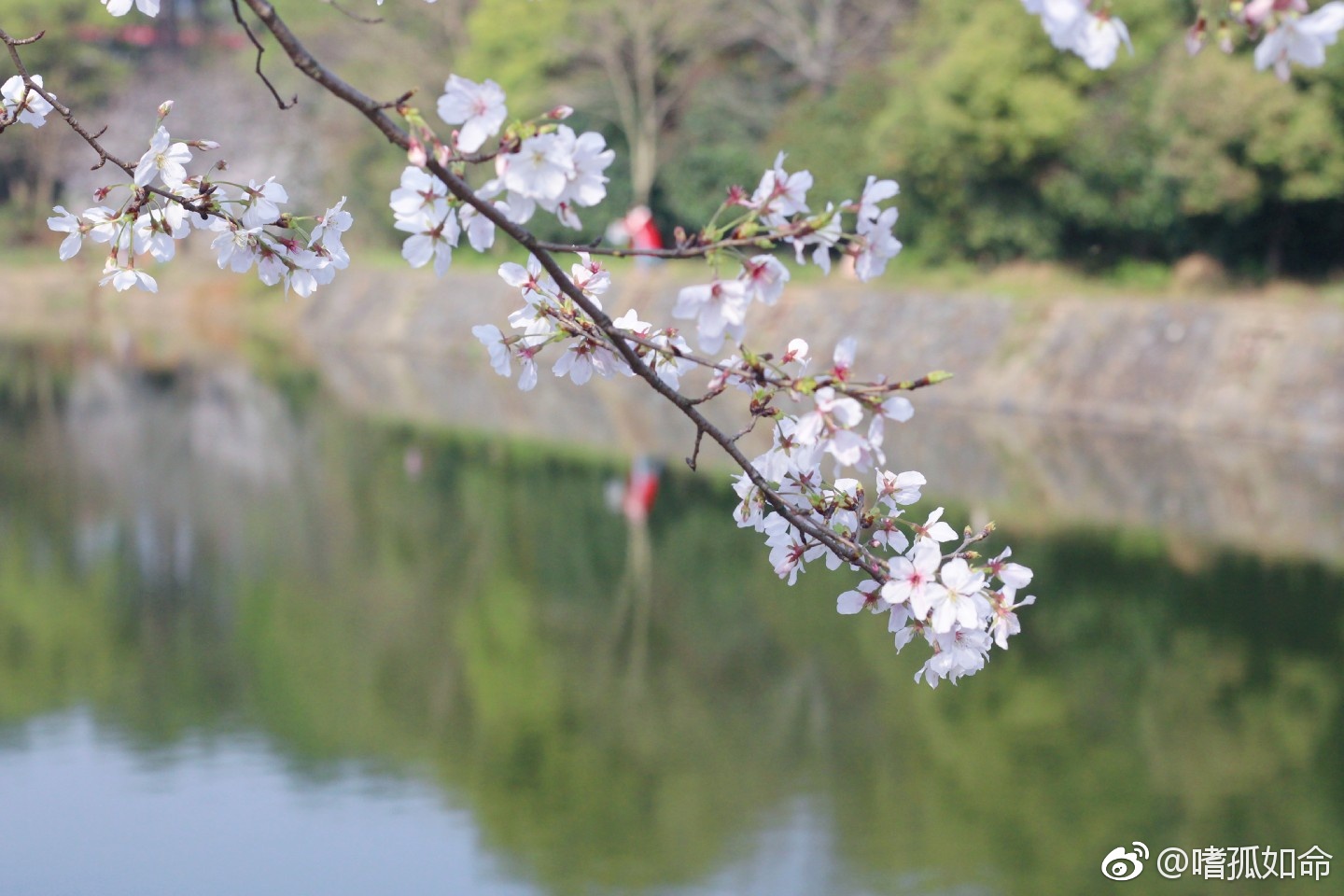 省林科院樱花