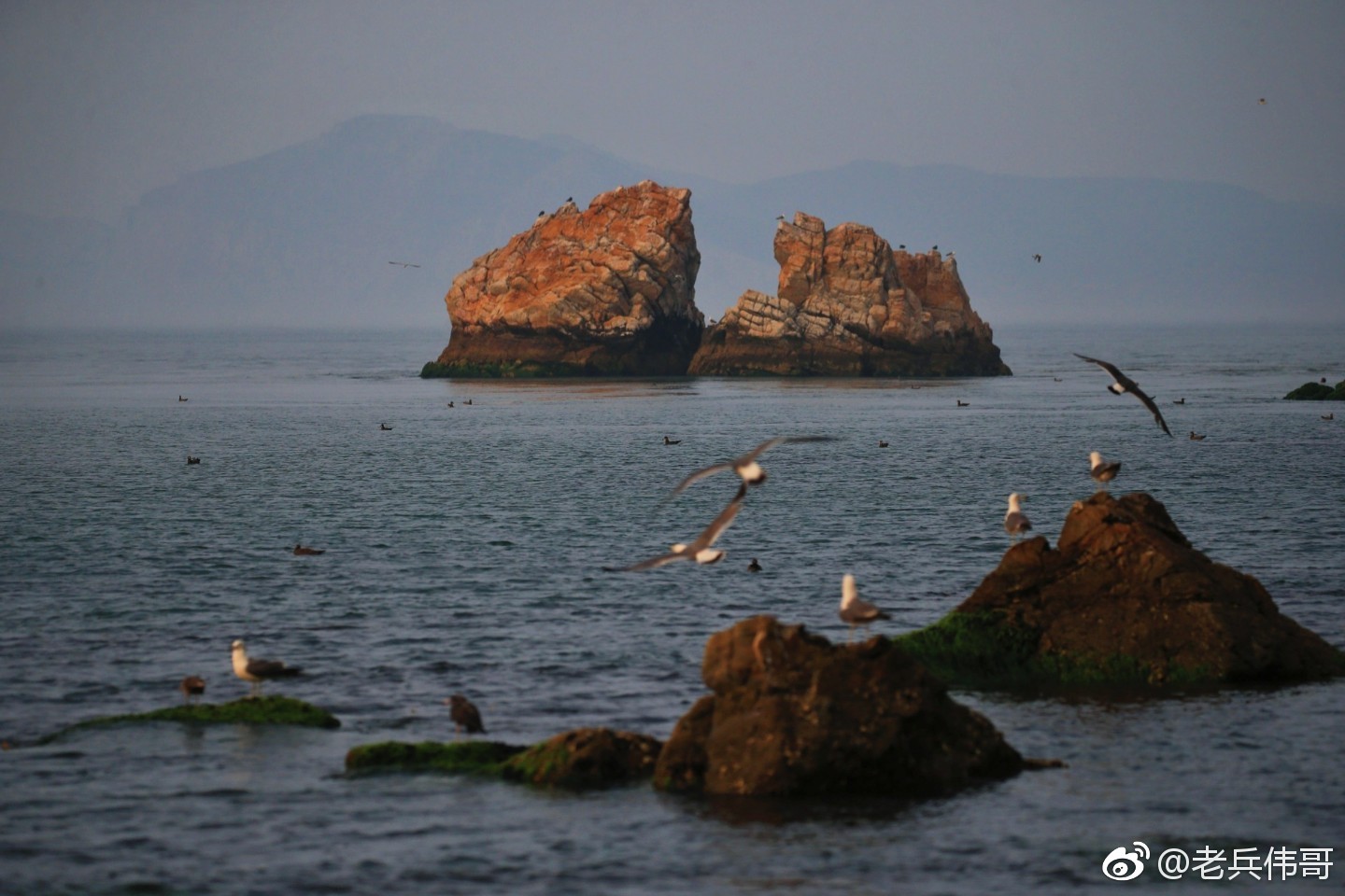 邂逅旅顺鸟岛:赴一场与鸥共舞曼妙旅程