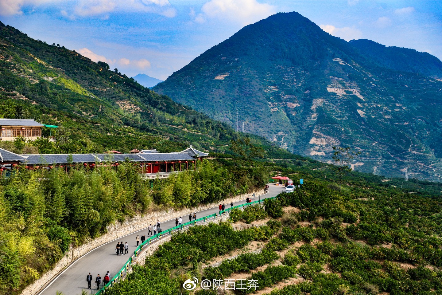 橘子红了城固橘园刷爆朋友圈