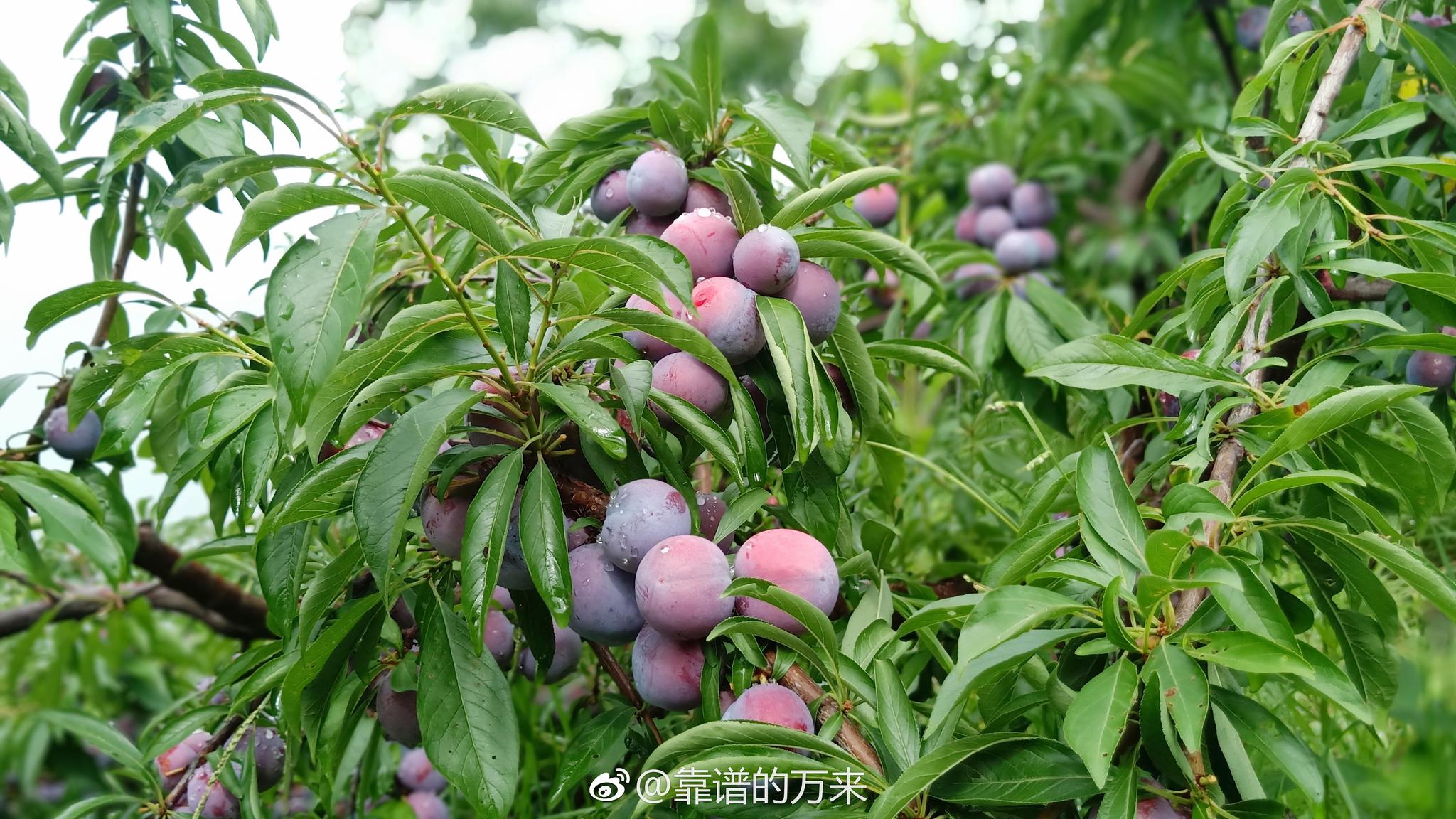 广西龙滩珍珠李,漂亮!