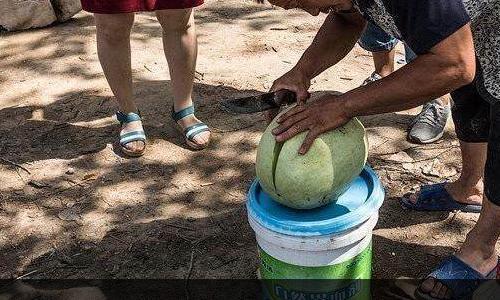 进口品种"雪里红"西瓜,口感非常好,水分也很足.你们吃过吗?