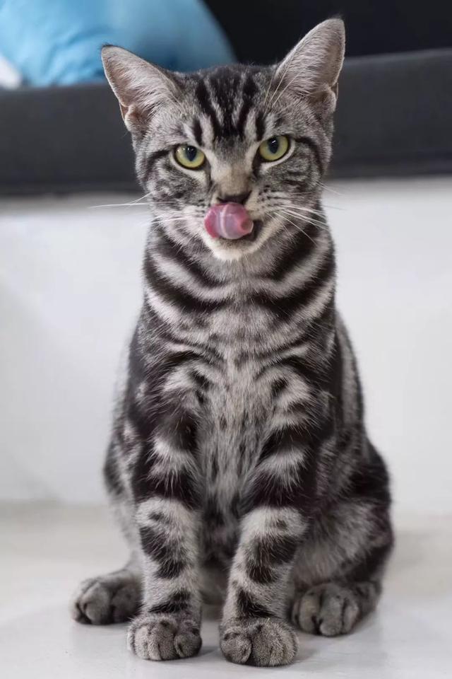 猫的寿命是多少年呀 7020-hmhafir2773265.jpg