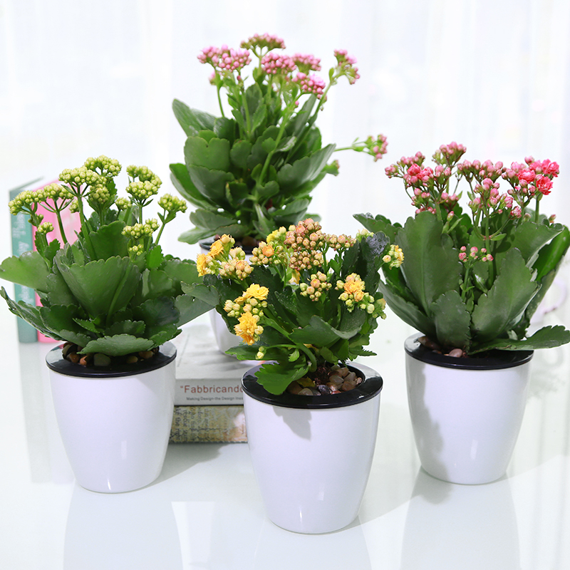 哪一种盆栽最好养(哪一种盆栽比较好养)