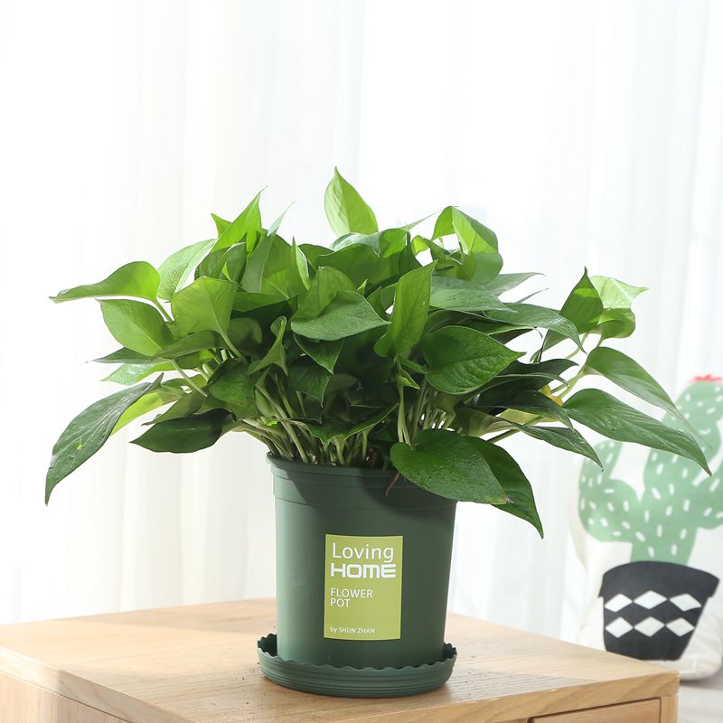 悄悄的告诉你,这6种植物放在客厅,不仅好看,还养人旺财|盆栽|旋复花