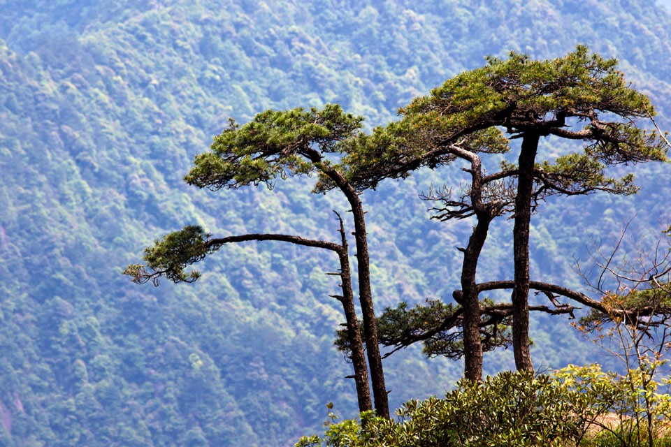 悬崖峭壁 深壑幽谷中的生命赞歌 三清松