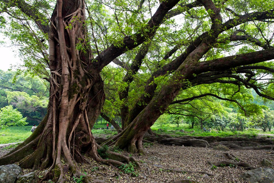 令人惊诧这里竟生长着全球纬度最北的千年古榕树|千年古榕|古榕树