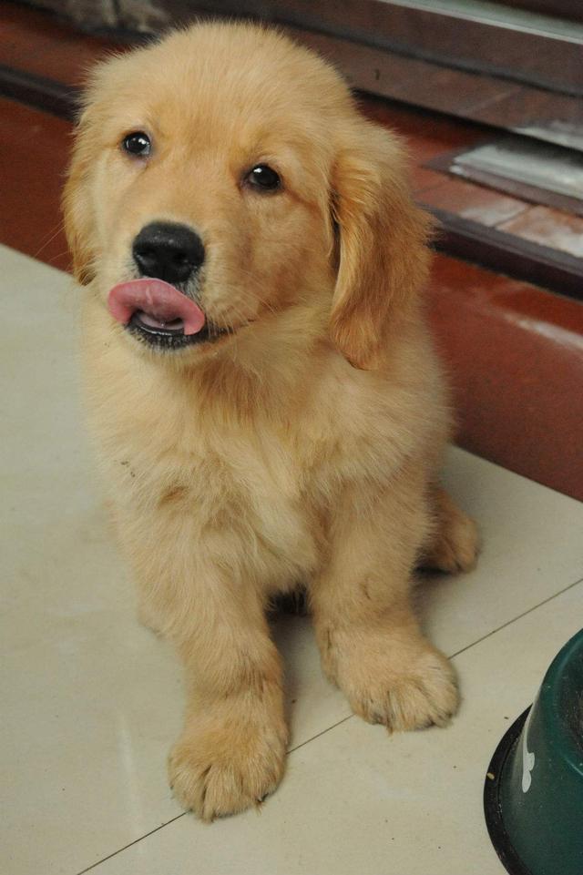 只要是纯种金毛,都具备这些特征,快去看看你家狗子有没有!
