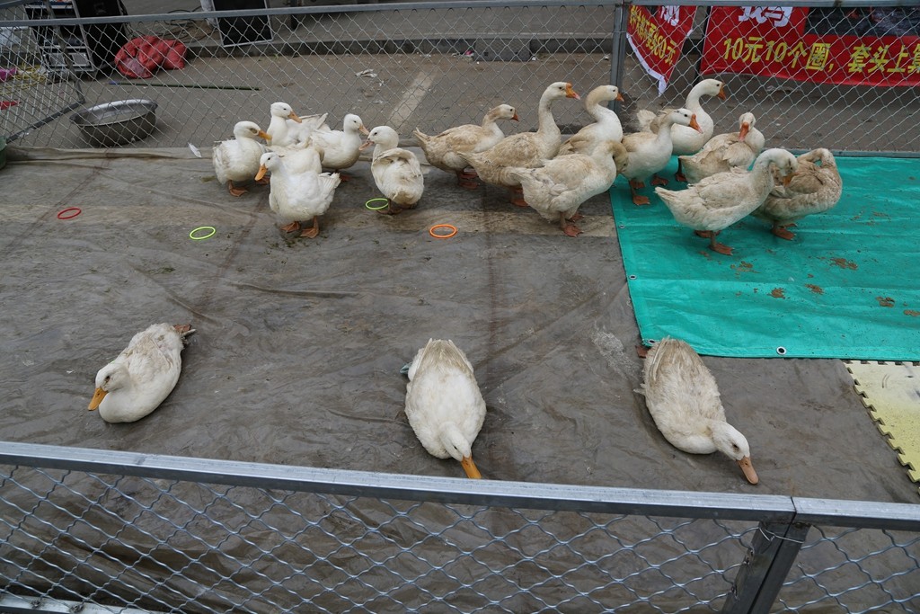 农村庙会套大鹅摊前门可罗雀 这个套路不好使了围观的都是看景的