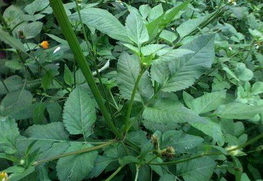 鬼针草|降压|良药_新浪新闻