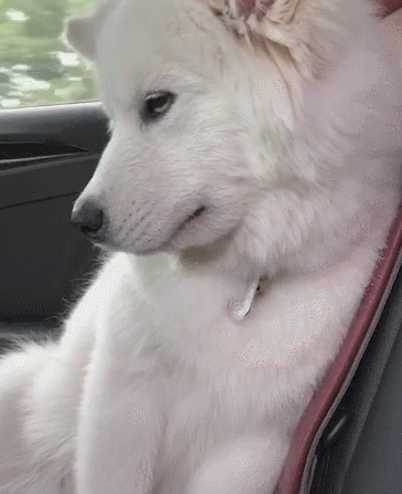 经常坐车出差的人肯定会有这样的感觉,一坐车就容易犯困,特别是坐长途