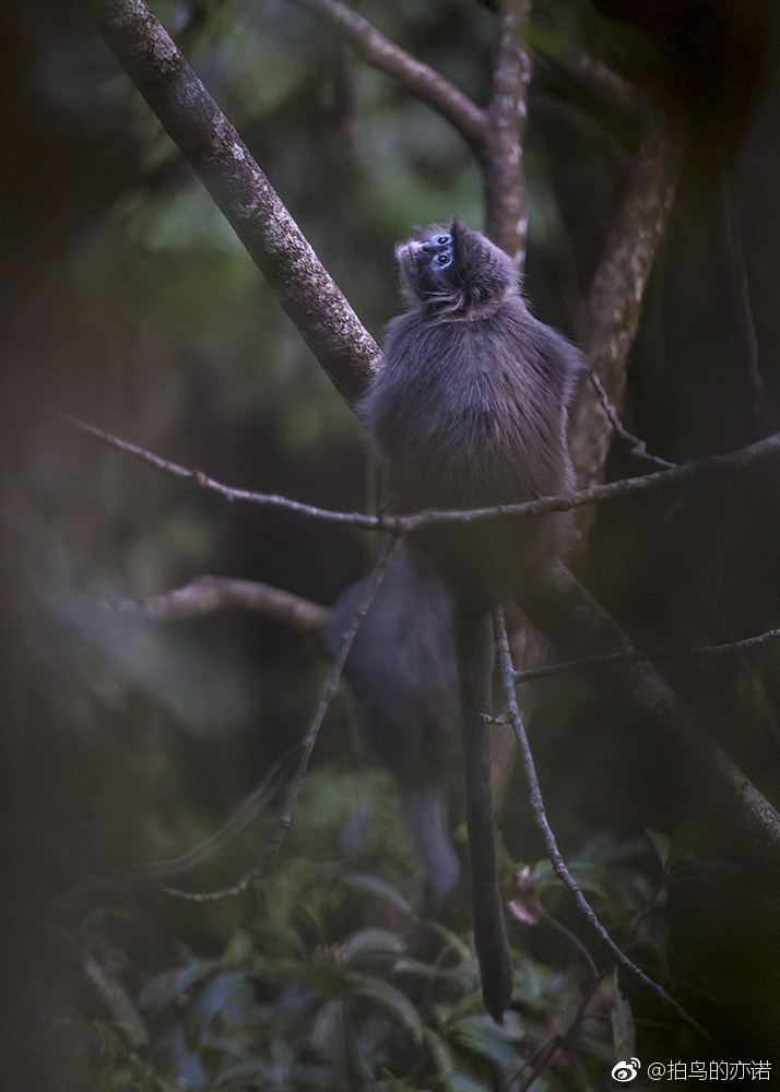 灰叶猴之一·菲氏叶猴