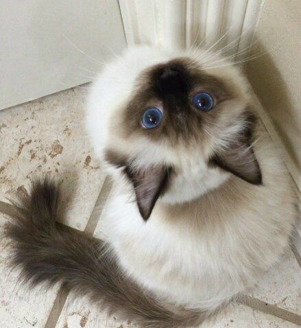 网友养一只布偶猫看它的头主人觉得不对劲