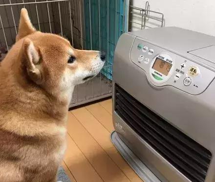 柴犬怕冷,主人打开暖气后,它的姿势有点污