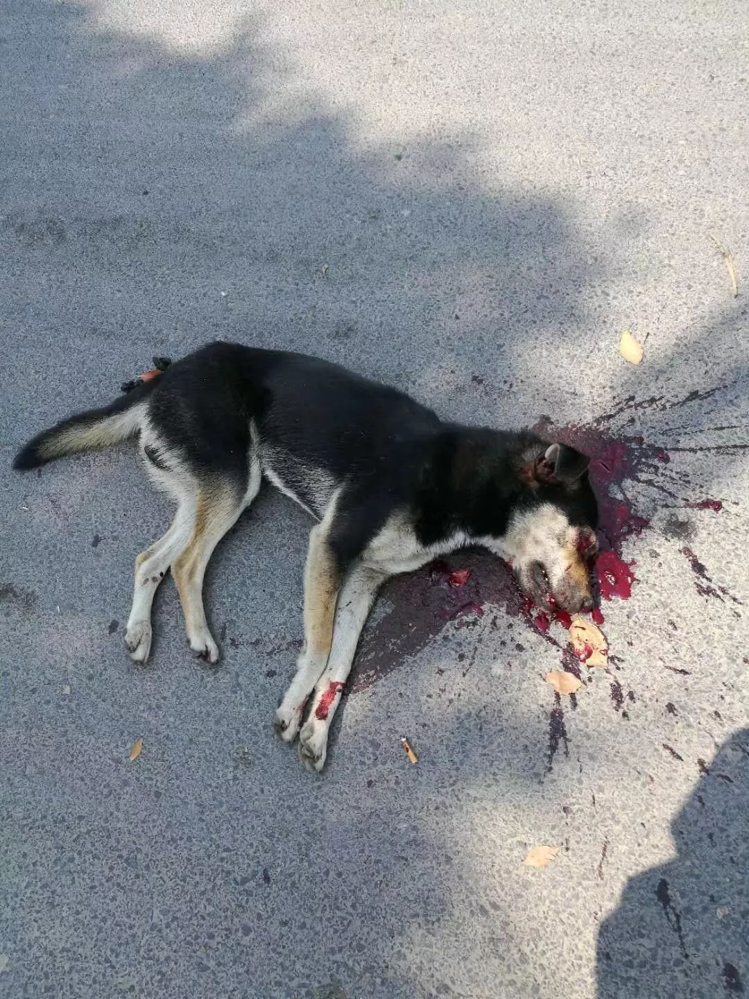 连咬五人!嘉兴惊现流浪狗,咬了8个月孕妇,还咬掉老人一块肉!