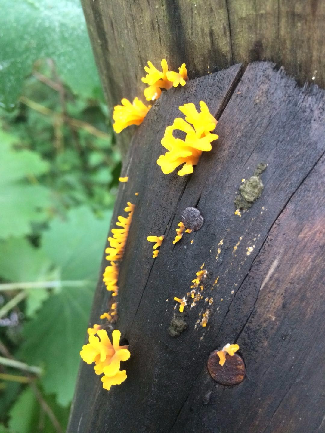 小山沟里的农家,院子里长满野生的稀罕物,五彩缤纷不知道叫啥|山沟