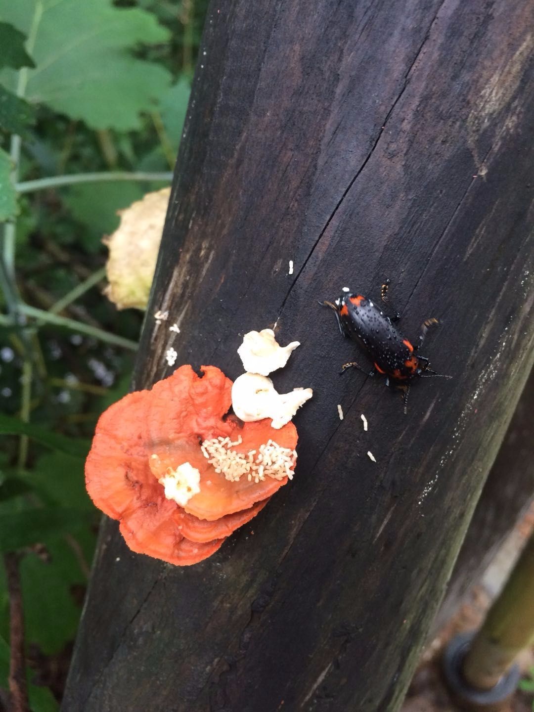 小山沟里的农家,院子里长满野生的稀罕物,五彩缤纷不知道叫啥|山沟