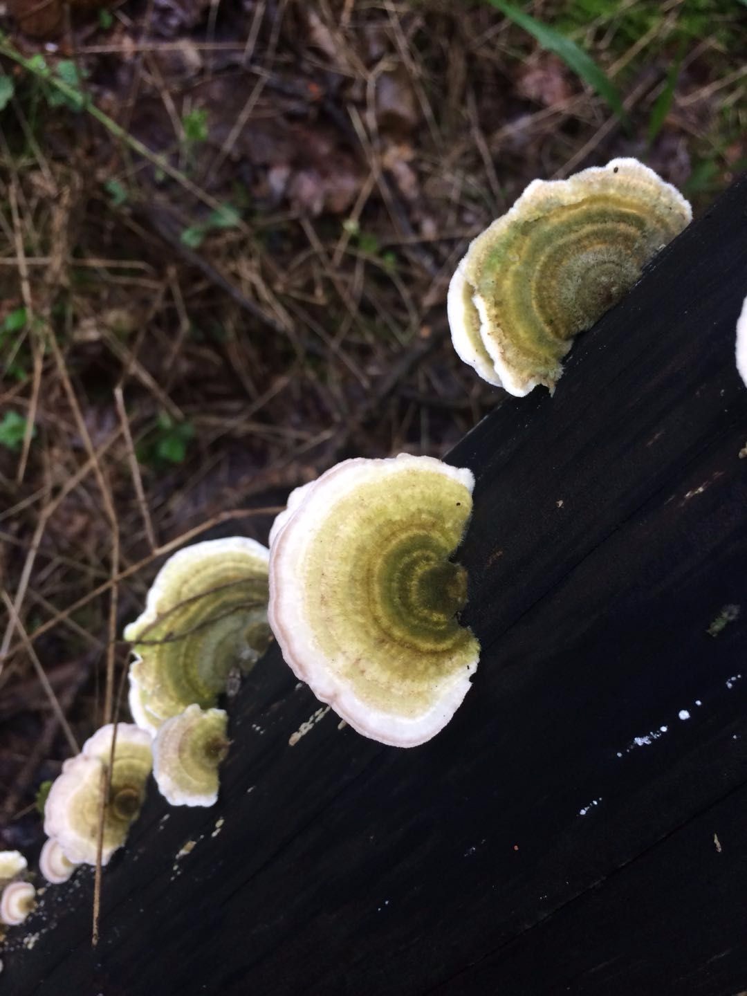 小山沟里的农家,院子里长满野生的稀罕物,五彩缤纷不知道叫啥|山沟