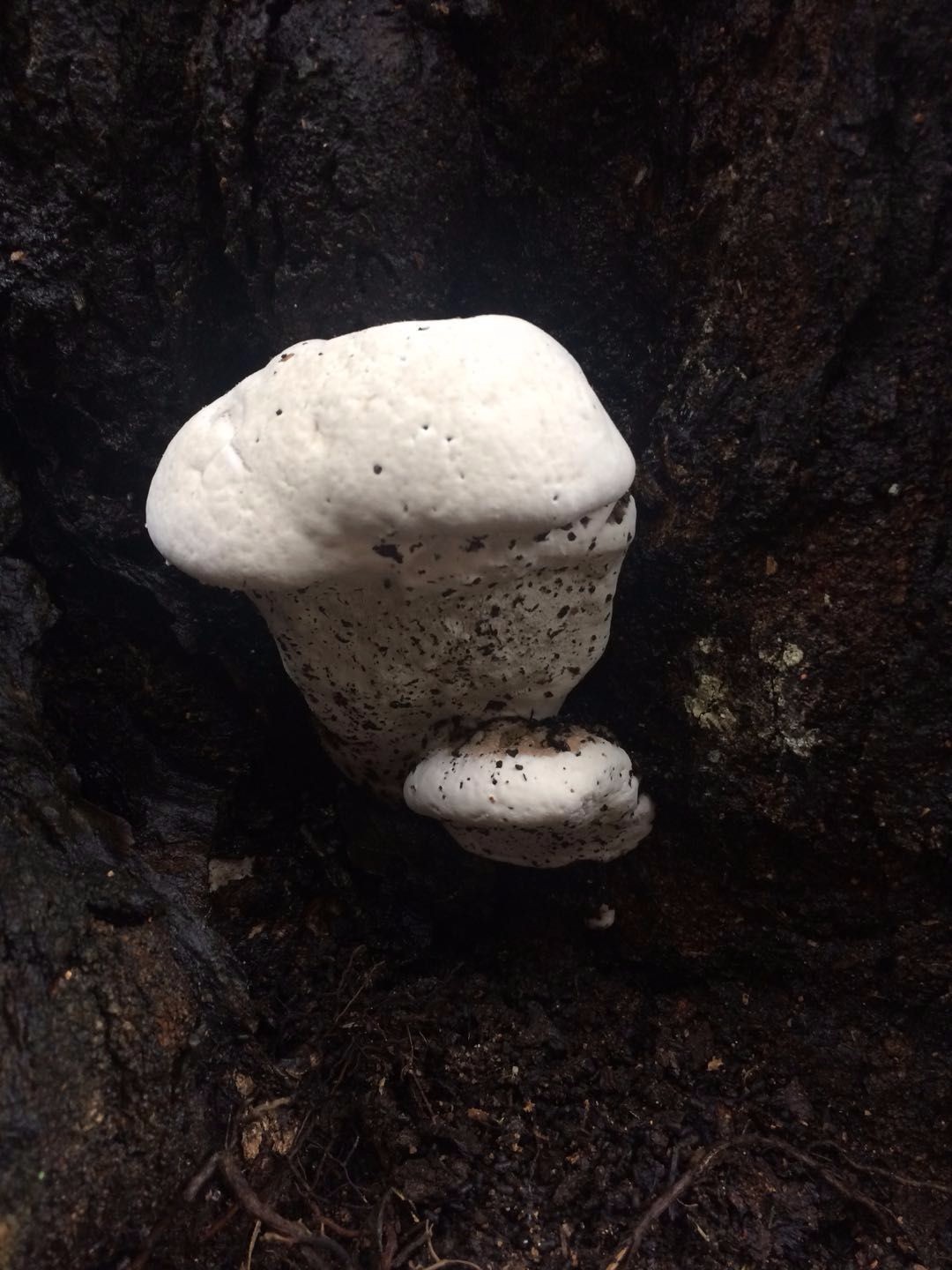 小山沟里的农家,院子里长满野生的稀罕物,五彩缤纷不知道叫啥|山沟