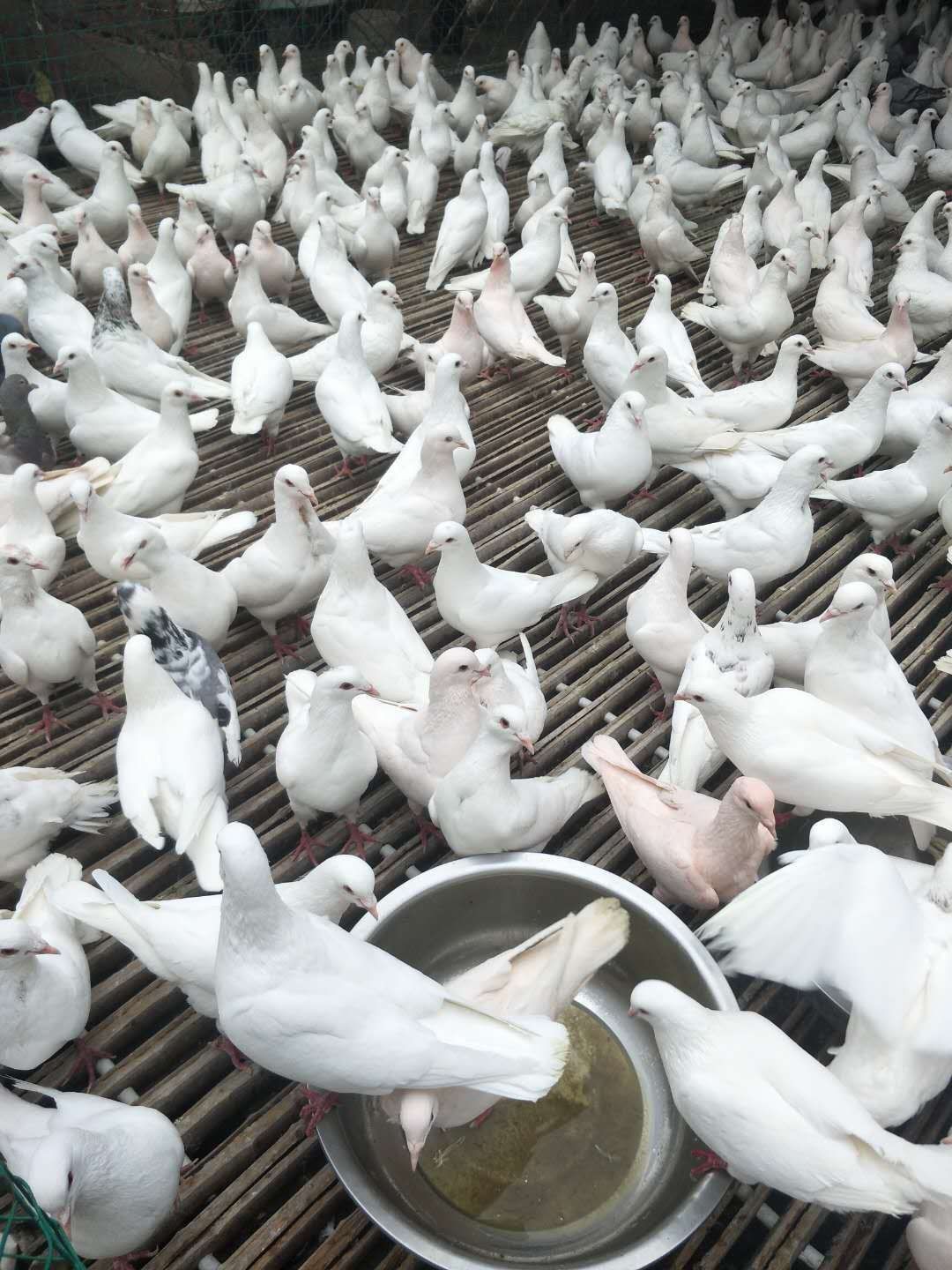 如果养鸽子 养鸽子需要注意的事项