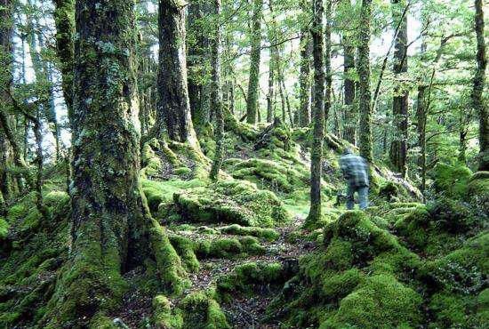 德军的一个将领,不听别人的劝谏,偏要带人横穿非洲的原始森林