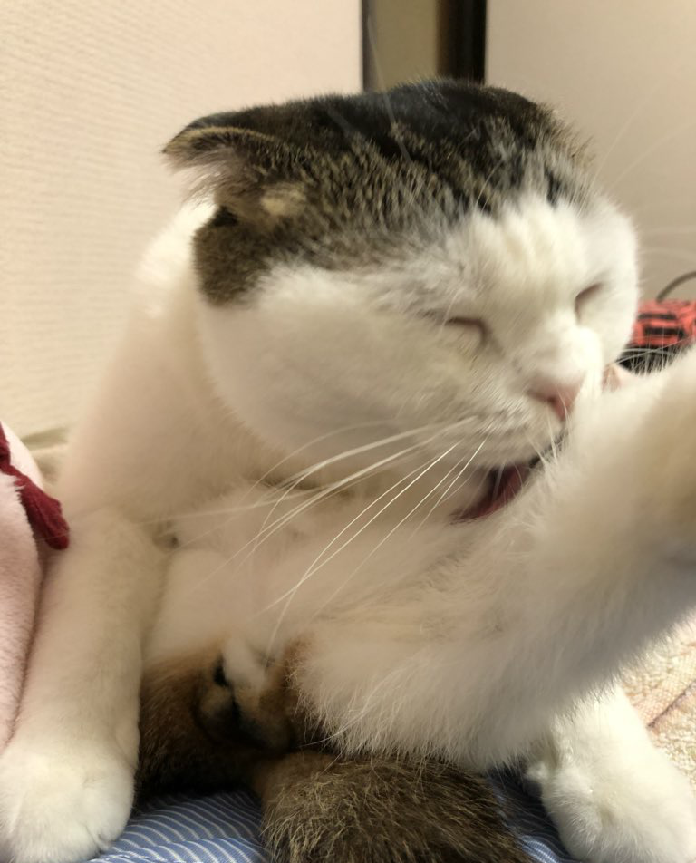 猫咪舔自己的脚后脸色大变,妈耶,这味有点辣眼睛