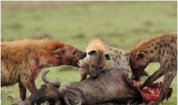 鬣狗遇想把犀牛当初美餐, 不过犀牛一动不动, 掏肛半天愤怒离开