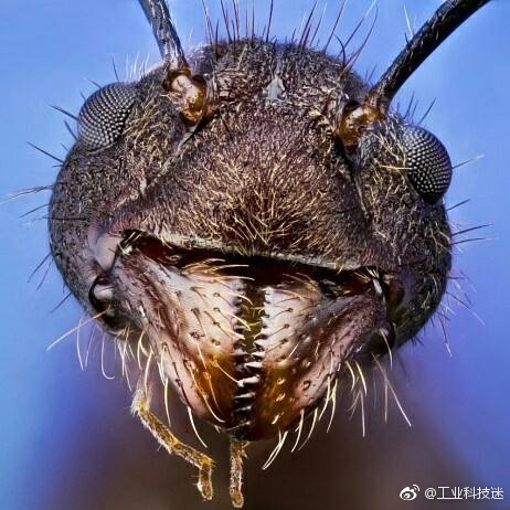 不同蚂蚁的脸,觉得酷的就点个赞