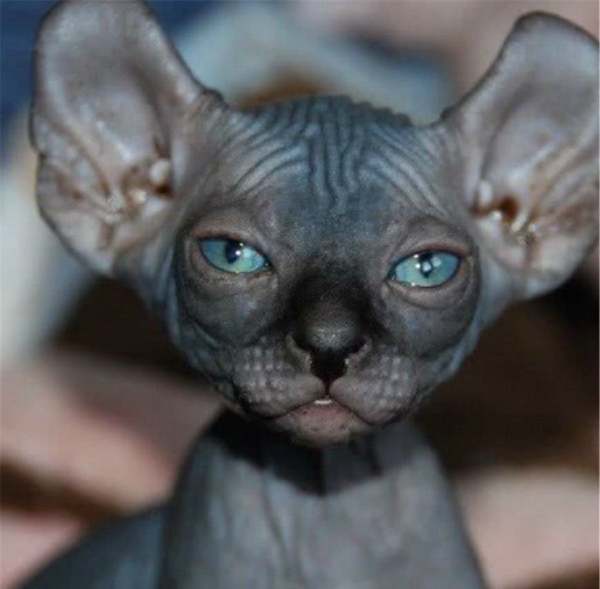 世界上最奇异的猫咪你见过哪些网友纷纷表示这种猫最诡异