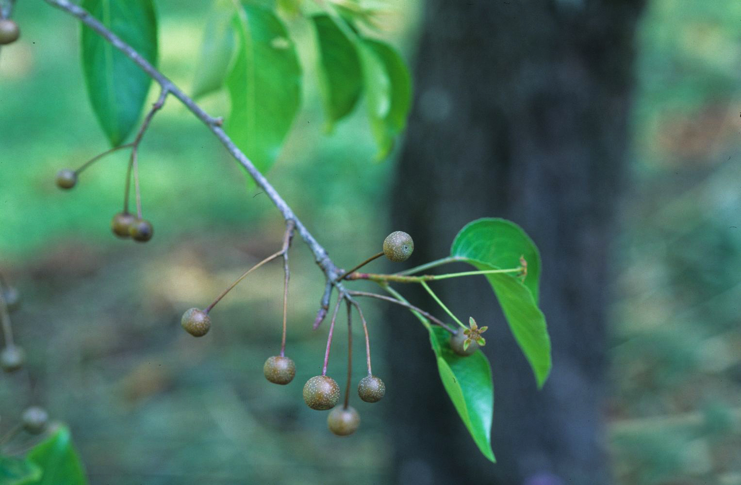 梨子|棠梨|指甲盖_新浪新闻