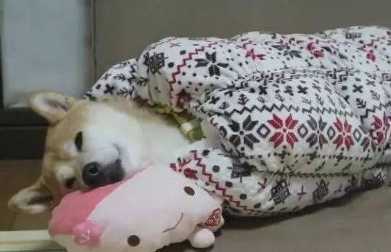 柴犬赖床一喊就缩被窝,是跟铲屎官学的吧