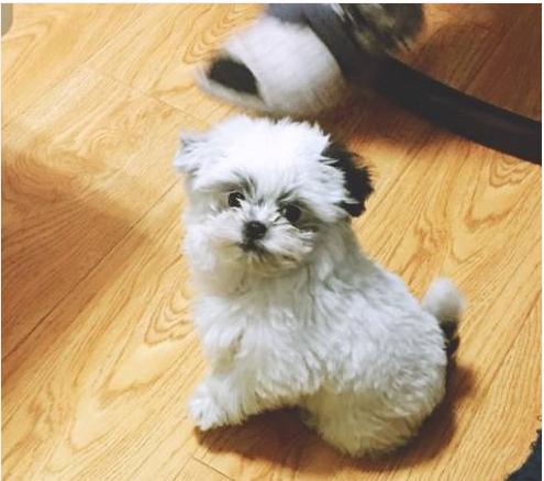 西施犬祸害泰迪,泰迪生下一只小奶狗,主人被惊喜到了:太萌了