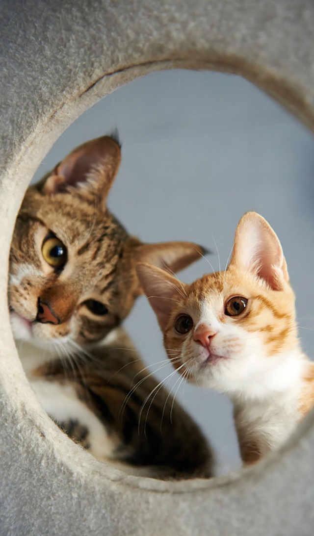 可爱宠物壁纸,喜欢小猫咪嘛