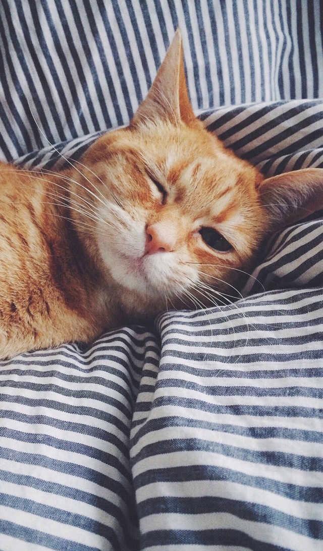 可爱宠物壁纸,喜欢小猫咪嘛