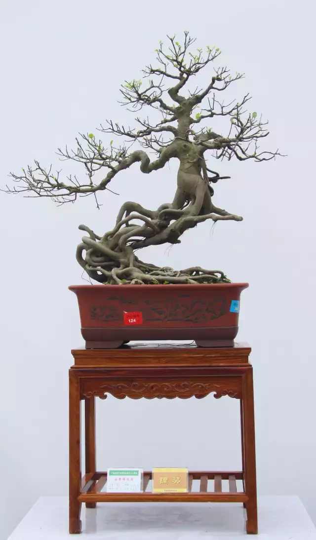 盆景根养好了,就成功了一半,根艺盆景作品欣赏