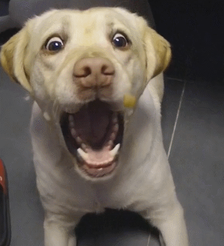 一只狗呲牙笑的动图图片