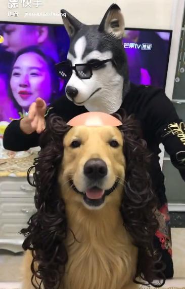 金毛趁周末做了个头发,看到镜子中的自己萌哭了|蛋黄|剪发|金毛_新浪