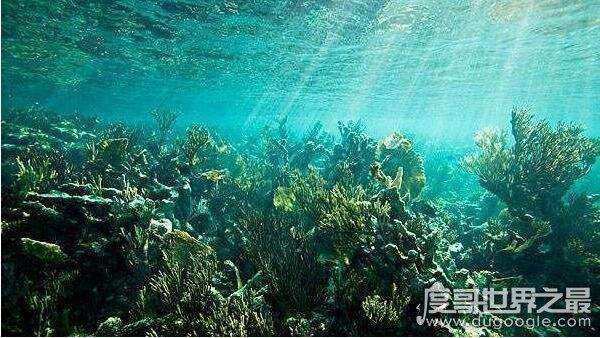 探索海底一万米有多恐怖, 拥有数不尽的怪异生