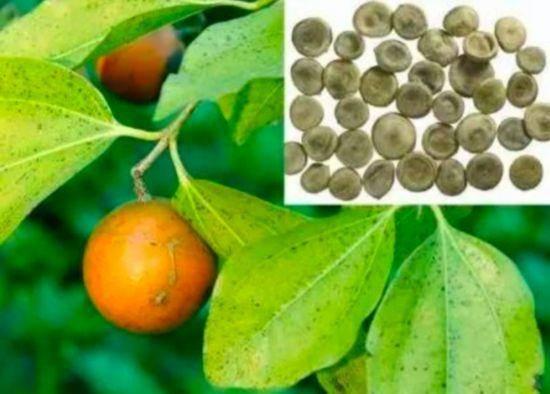 据说毒死过南唐后主的牵机药究竟是什么成分