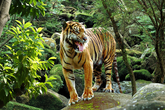 男子救小蛇,吃的太多养不起放归森林,多年后从猛虎口下救下自己