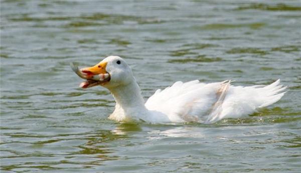 鱼跟鸭子在水里动来动去, 男子扔下一截木头要帮解围
