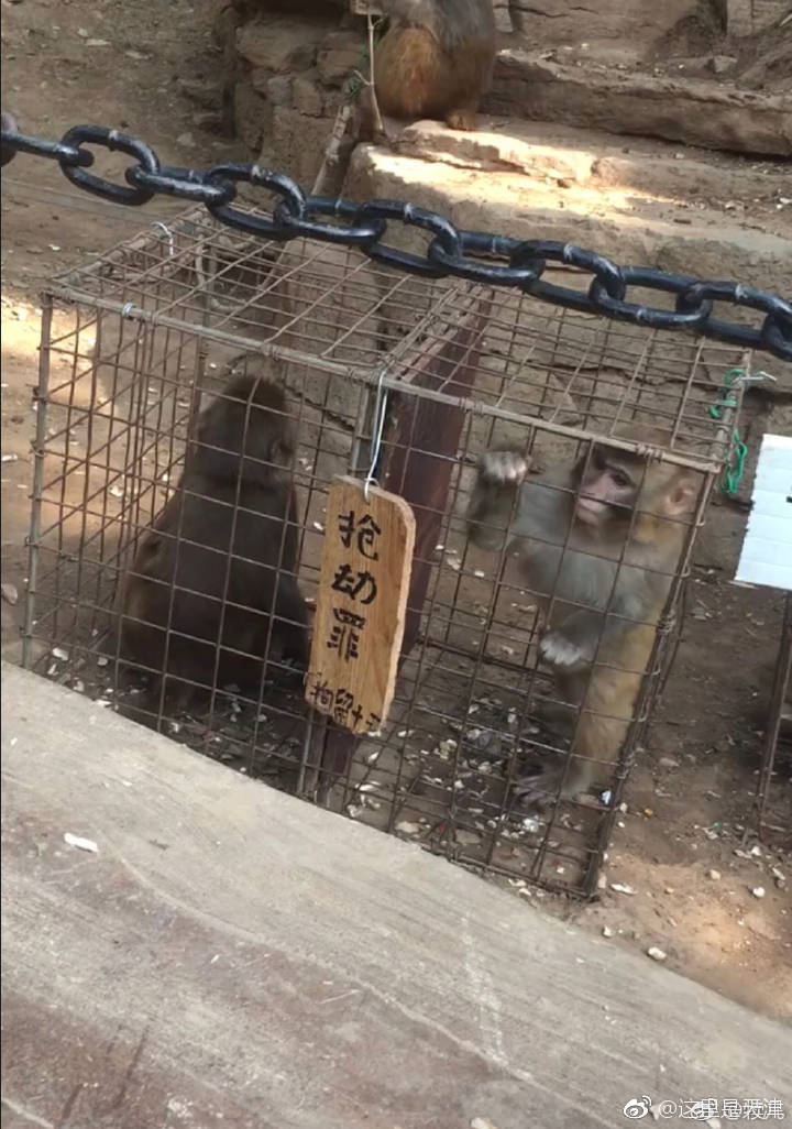 猴界不法分子突然想起来小时候看的那个动物王国窃案猴探长