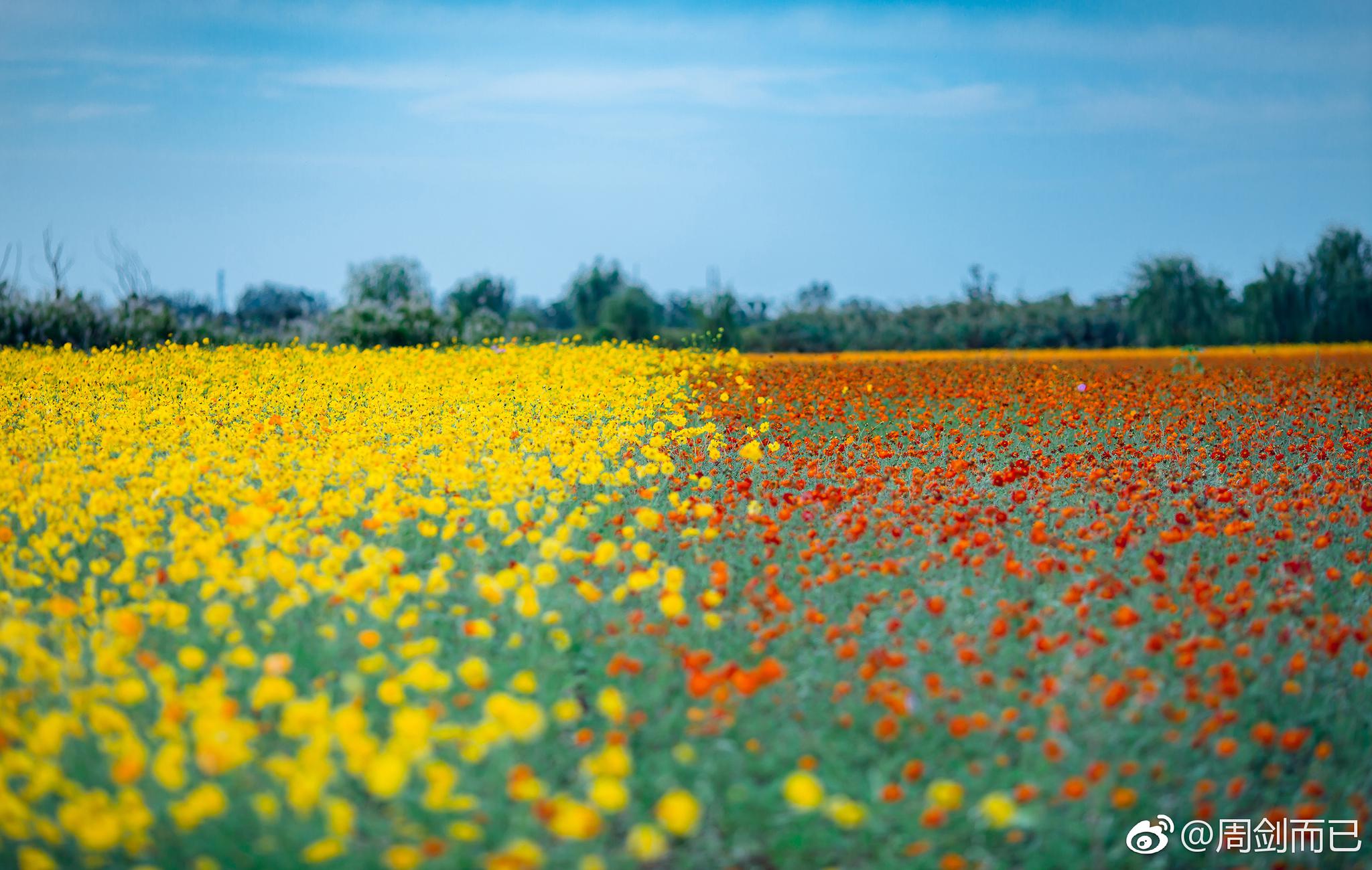 花海 铜陵西湖湿地 @铜陵发布
