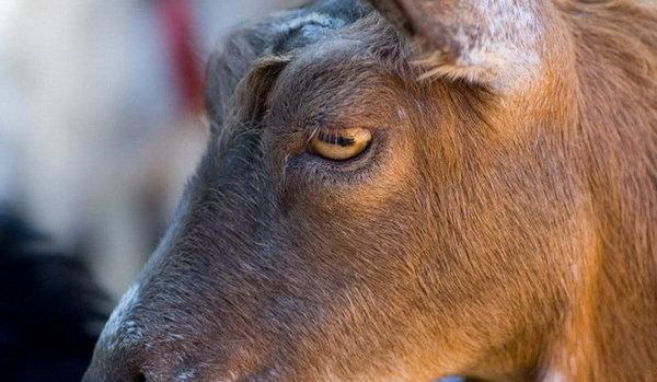 直击10大拥有超级视力的动物变色龙360度视力山羊水平状瞳孔