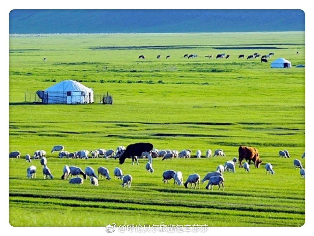 天苍苍 野茫茫 风吹草低见牛羊 然而不到真正的大草原