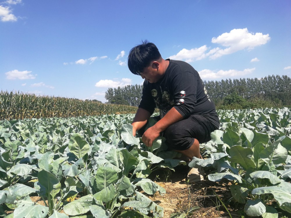 农村青年从土地里"刨金块",滋润帅小伙晒成黑金刚