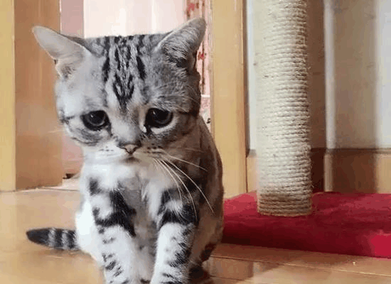 悲伤脸小猫咪在外国火了, 人们都希望这只猫能够开心一点!