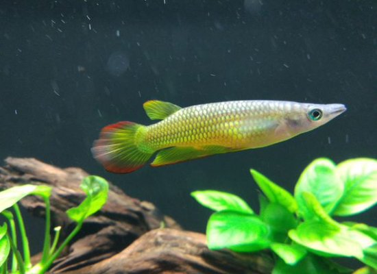小鱼有自己的性情大鱼有脾气这四种小型观赏鱼可不仅仅是好惹