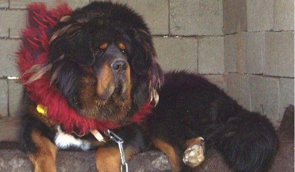 中国10大最有名的功勋藏獒, 狮王当之无愧第一, 咏江滨第二