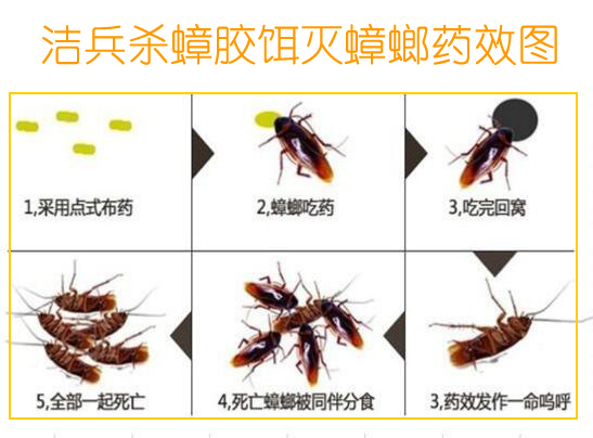 彻底消灭蟑螂的方法
